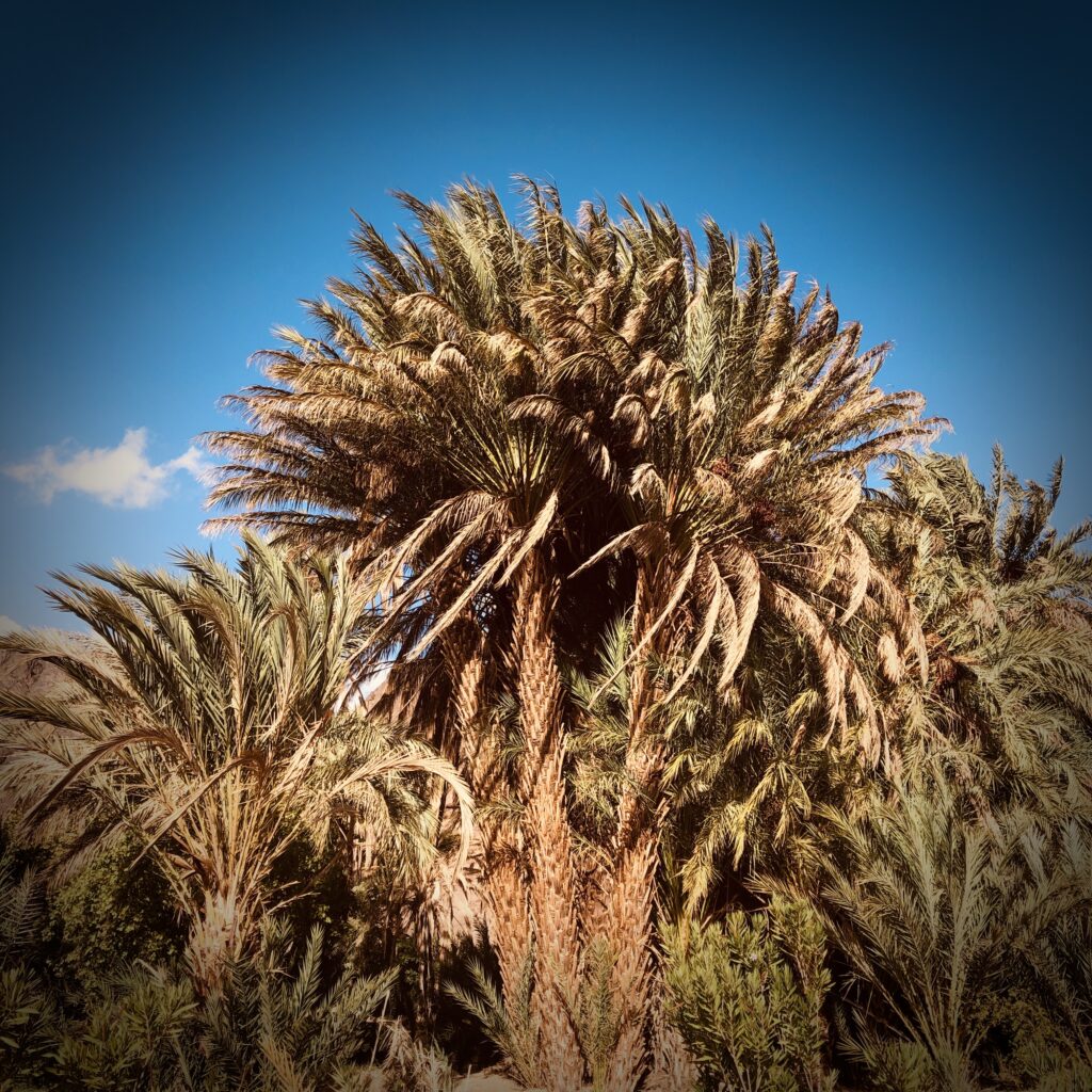 Oasis de Fint - Ouarzazate